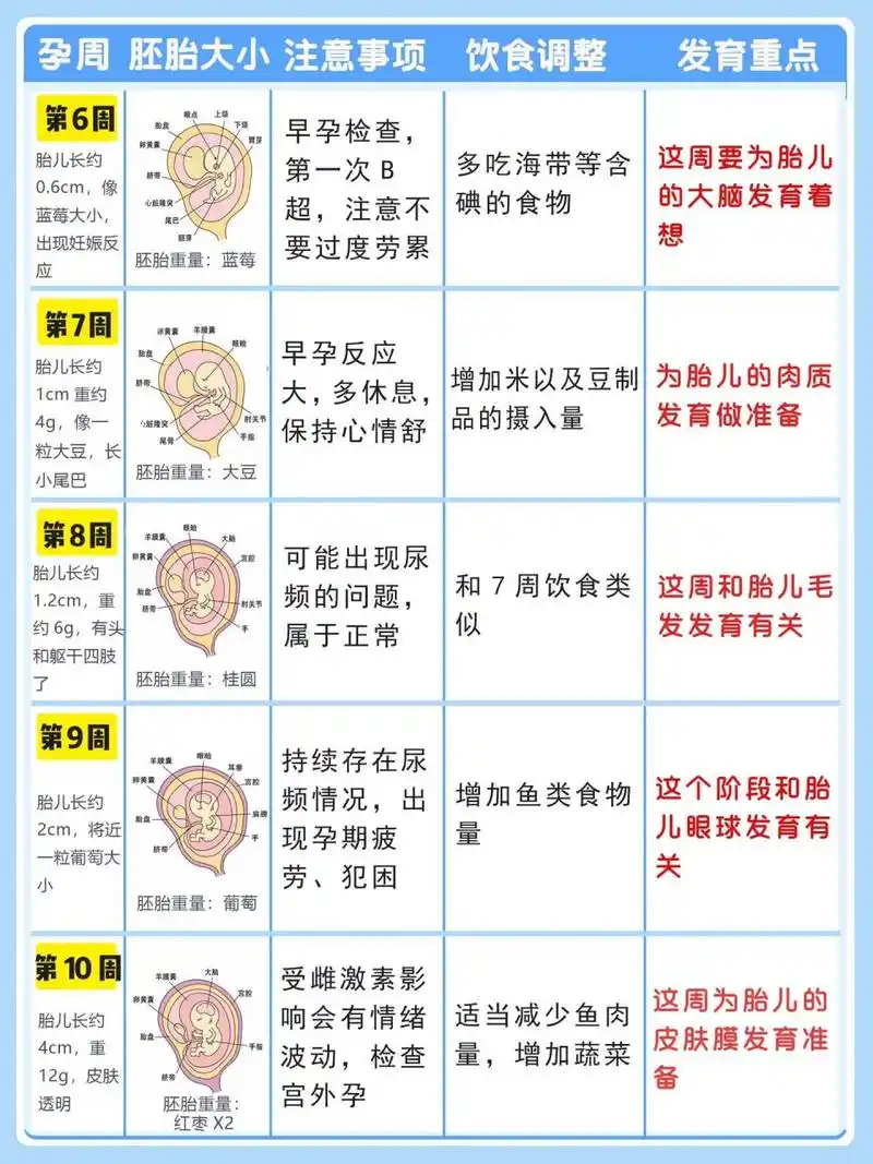 怀孕1-40周胎儿发育全过程!