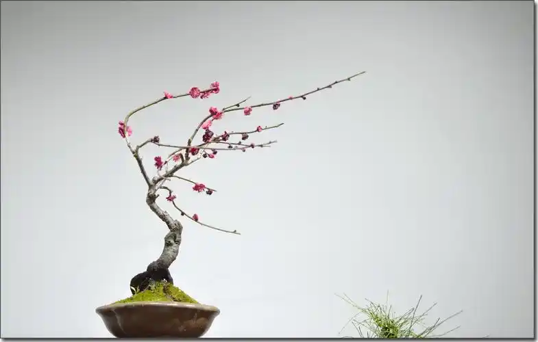 2021年碧沙岗公园腊梅梅花盆景展暨插花作品展