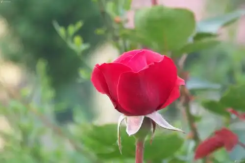 【鲜花送大家】-自然风景-数码摄影论坛-zol中关村在线