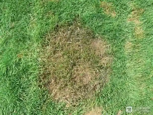 警惕草坪褐斑病,5月已到病发期!