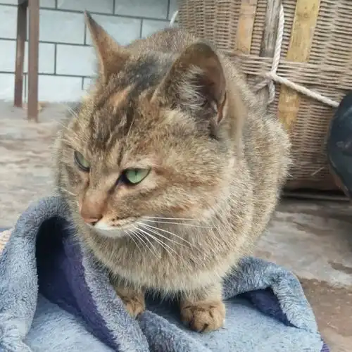 小土猫