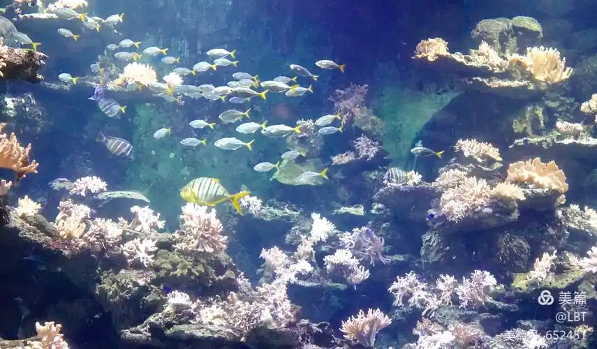 lbt美篇一一珊瑚海探秘