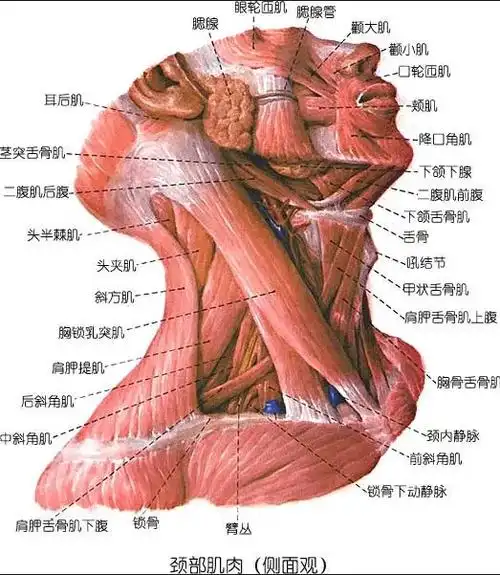 有没有注意过这里?_肌肉_颈部_头部