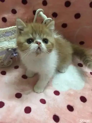 【图】自家繁育的加菲猫 - 莲湖西关宠物猫 - 西安58同城