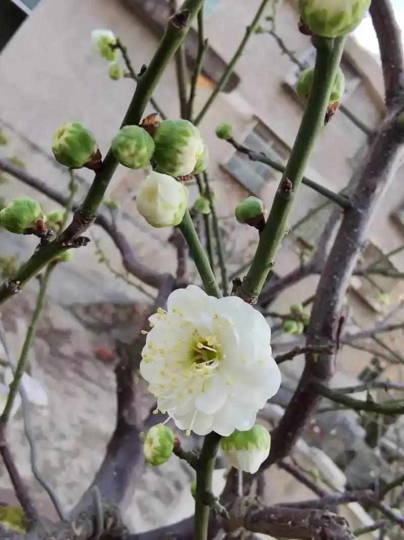 金钱绿萼 - 周氏盆景 - 抖音