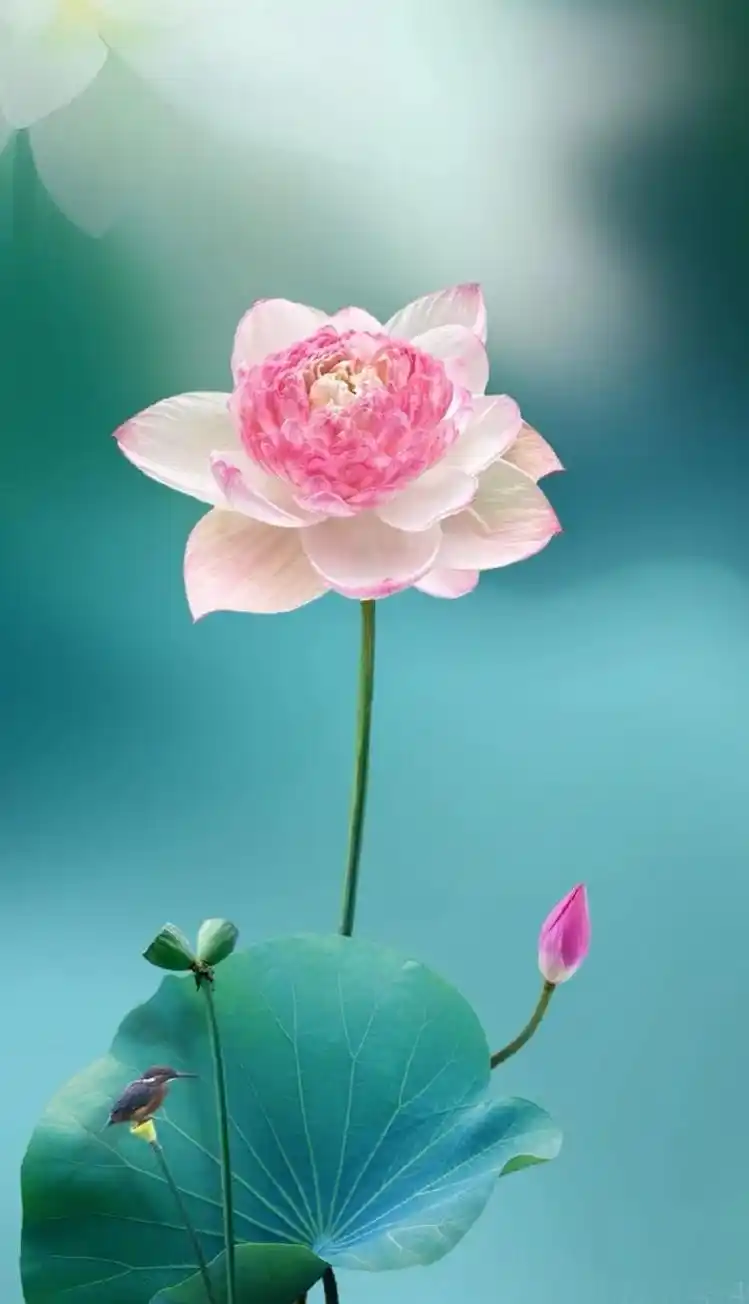 789_1374竖版 竖屏