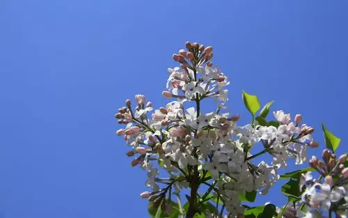 丁香花高清植物图片电脑高清桌面壁纸