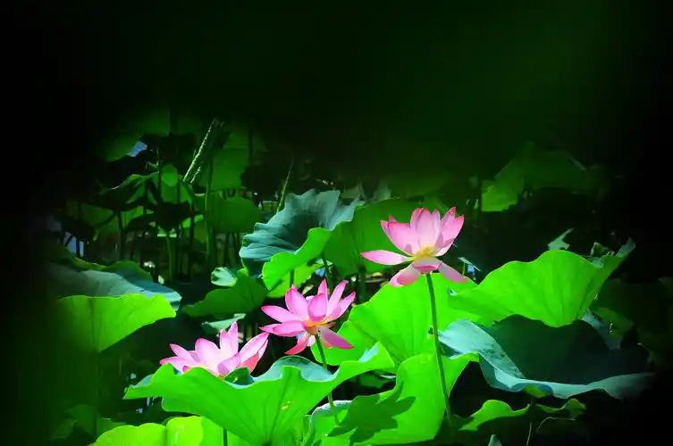 水上公园荷花丽影.