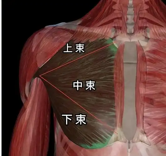 健身增肌之——让胸肌"炸裂"