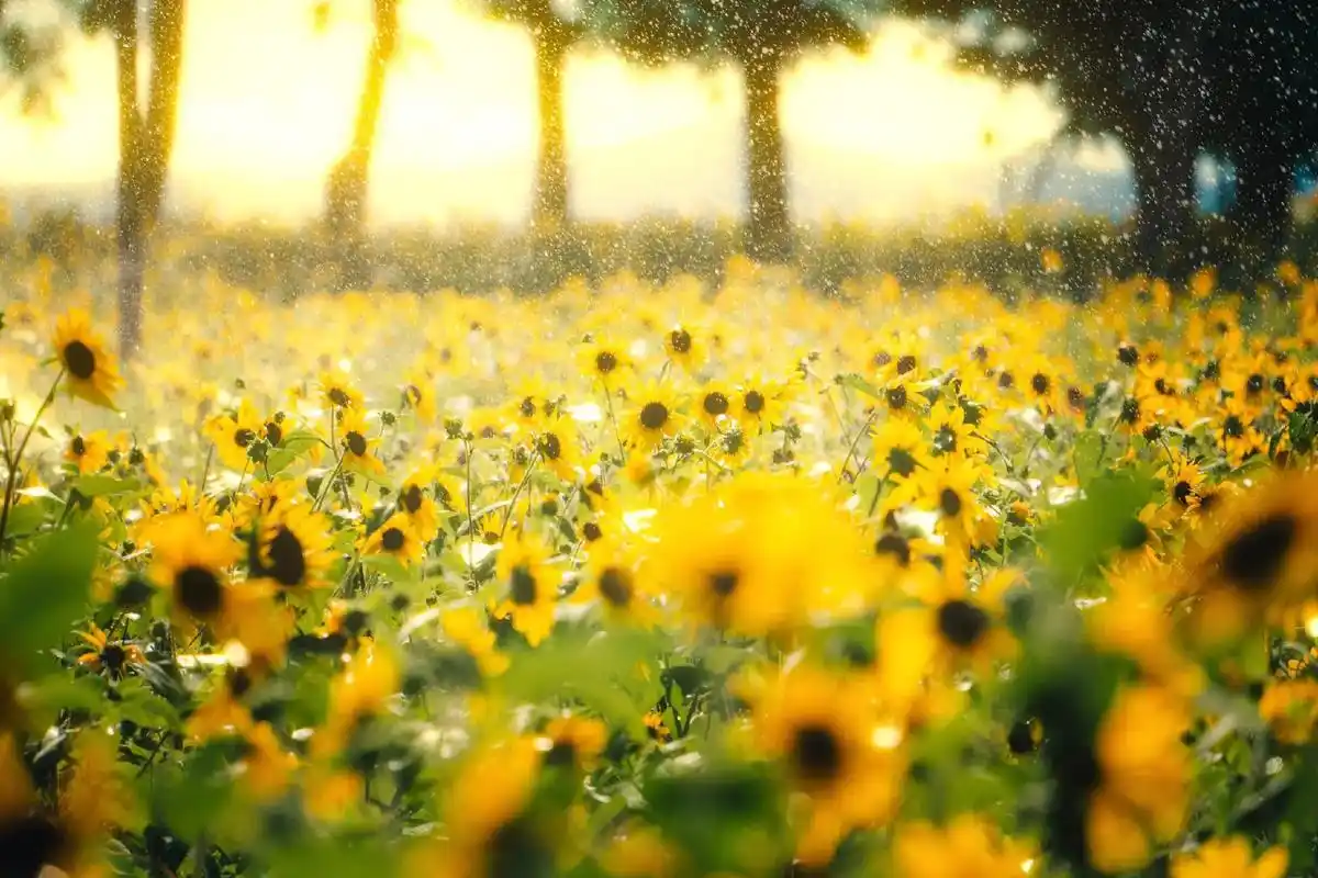 雨中的向日葵花海 一片向日葵花海,阳光照耀又逢下雨,美到极致