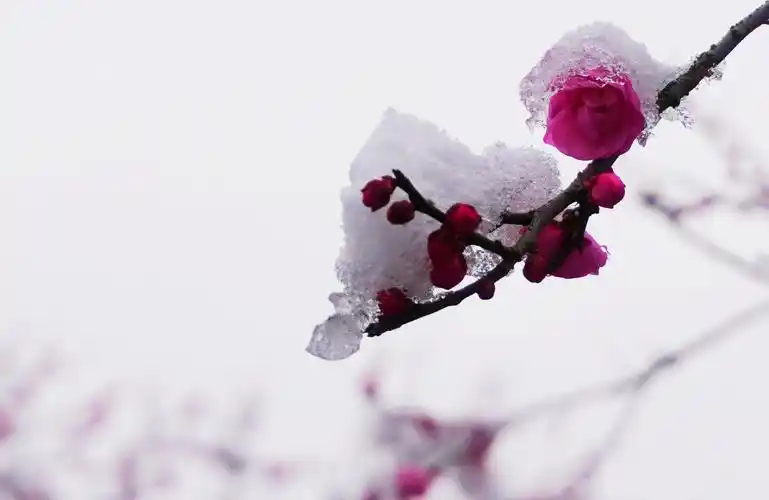 恩施鹤峰傲雪梅花香