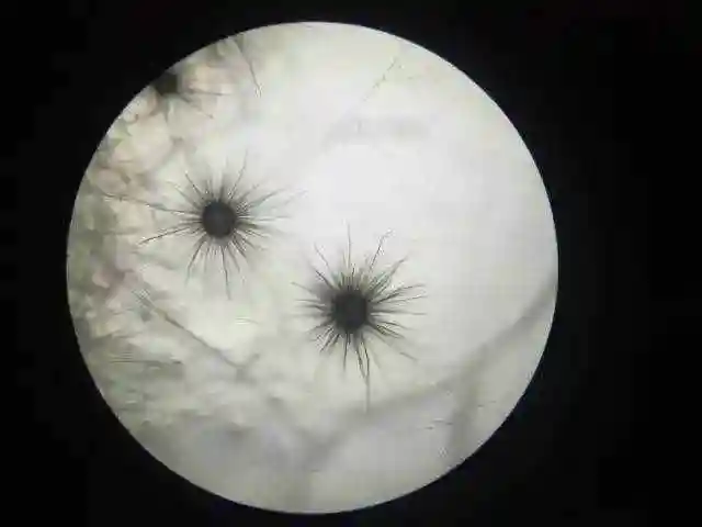 但也正是因为它工作环境潮湿阴冷,表面累积了很多霉菌,细菌,真菌.