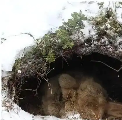 为何棕熊会在冬眠中产仔在食物充沛的季节不是更好吗