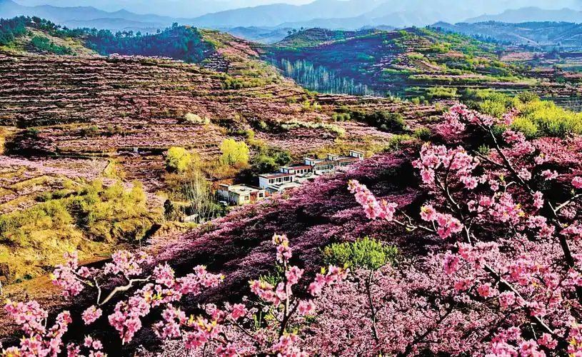 河南内乡十万亩油桃花开