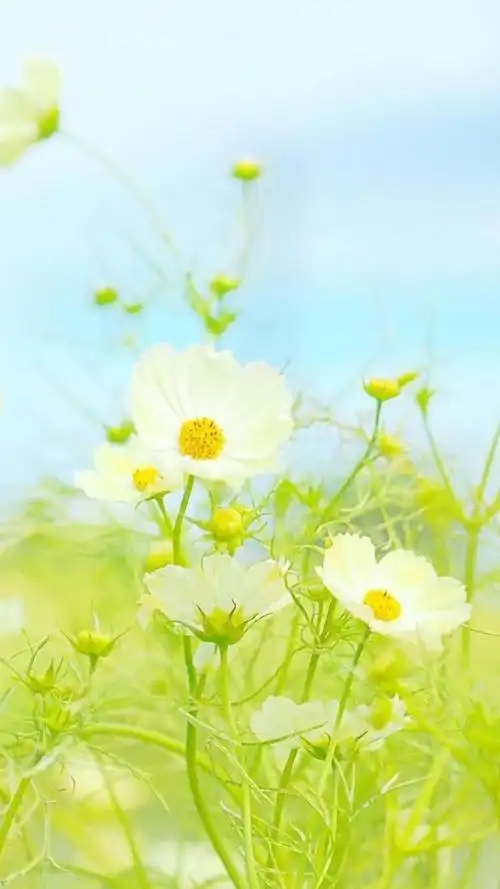 小清新养眼唯美花朵,高清图片,手机锁屏桌面-壁纸族
