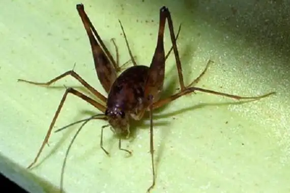 灶马怎么爬进家里的