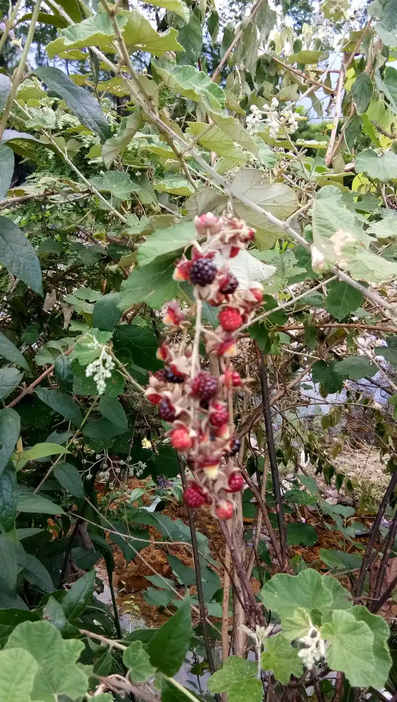 农村里的大乌泡又熟了,小时候的常吃的野水果,叶子还可以养兔子