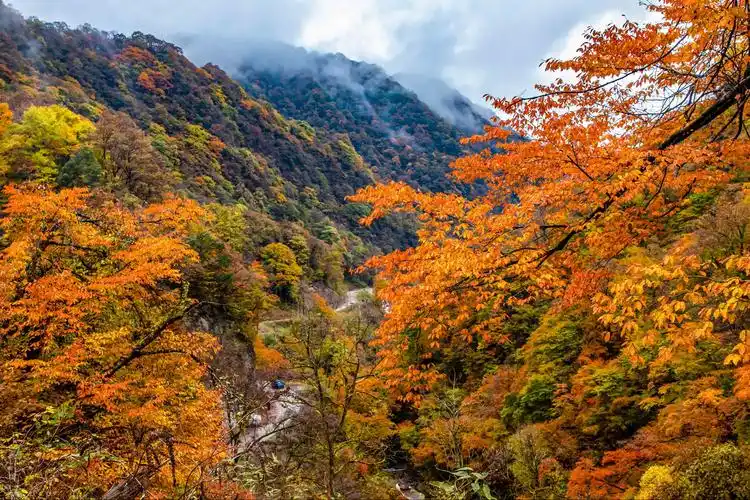 醉美龙头山秋景——油画森林