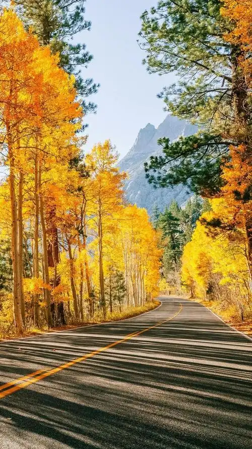 金黄色,秋天,自然风光, 标签:清新淡雅秋天枫叶树木清新自然风光深秋