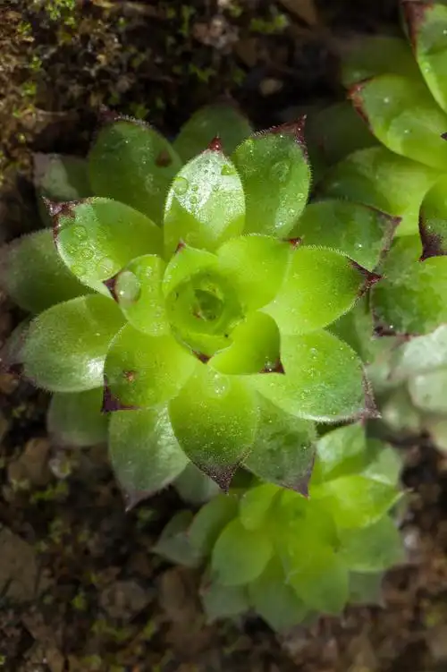 白色介壳虫:多肉植物的"隐形杀手" 多肉植物上的白色介壳虫,是一种