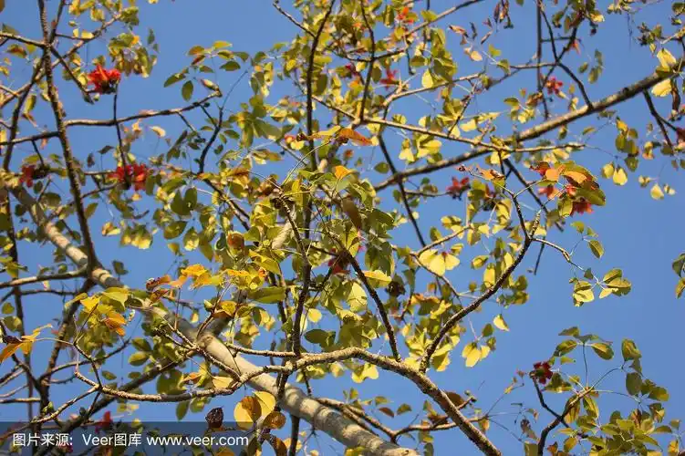 木棉树的叶子