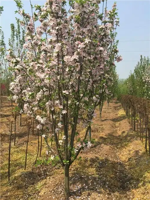 进入夏季的西府海棠如何养护