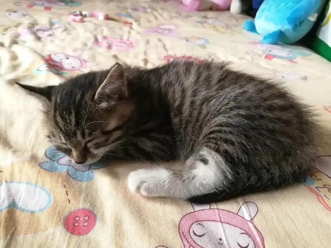 抖音图文来了 迷惑铲屎官喵星人小猫咪可爱猫咪土猫中华田园猫 - 抖