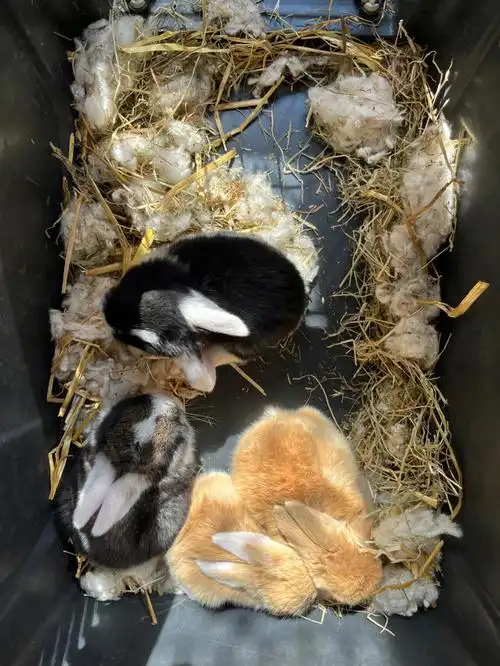 兔宝宝们枕着温暖的阳光入睡啦