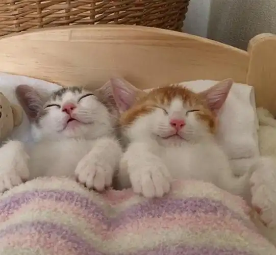 华懋宠物一对猫咪兄妹萌化了朋友圈