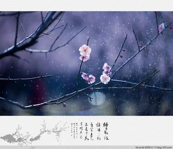 梅花三弄【精美图片】