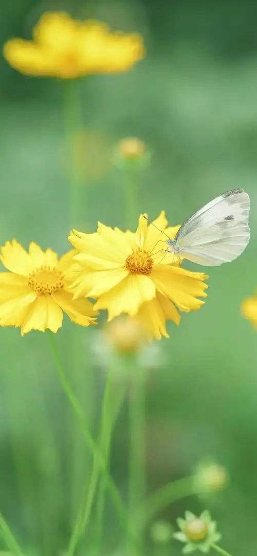 9891是盛夏繁盛的深绿91也是季节交替间独有的绿色99#治愈系