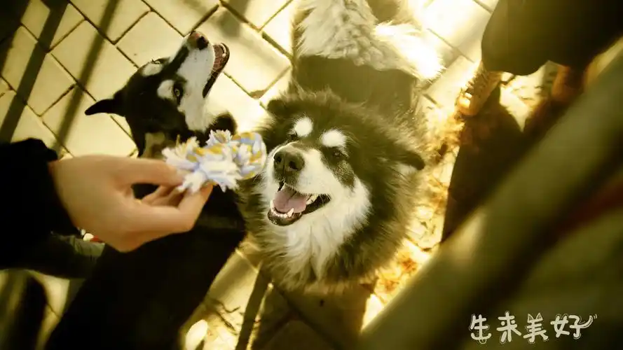 可爱汪星人生来美好高清电脑壁纸