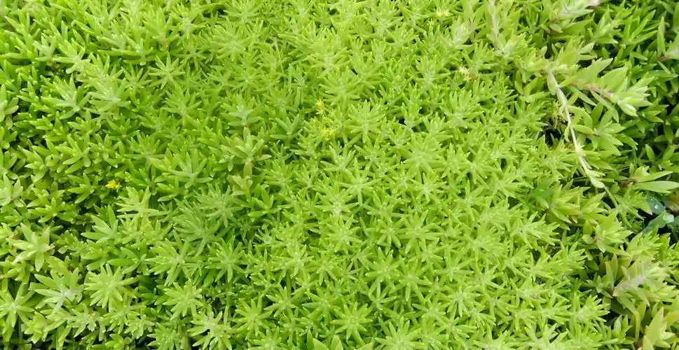 供三七景天草种 屋顶绿化隔热美化**