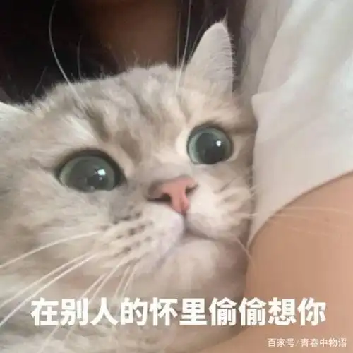 肥宅猫表情包:我的早安亲亲呢!和男朋友撒娇卖萌表情图片