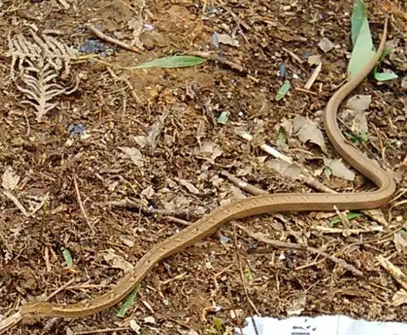 我看到一条蛇是土色的,想知道是什么蛇?