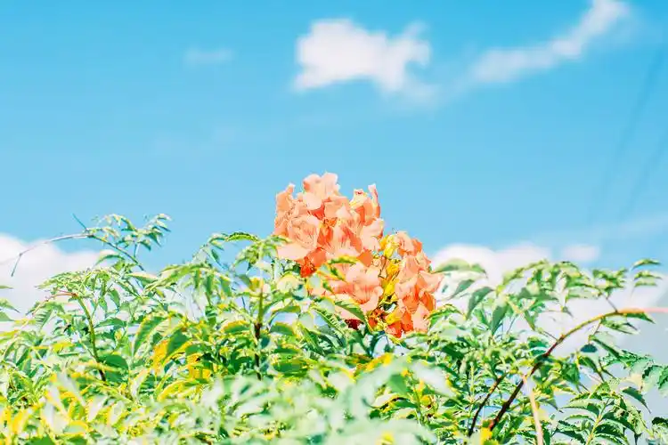 ipad电脑壁纸期待春天