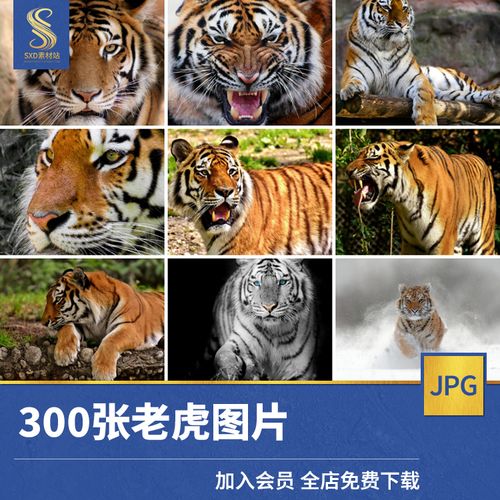 高清jpg素材老虎图片猛虎咆哮姿态特写东北孟加拉苏门答腊摄影照