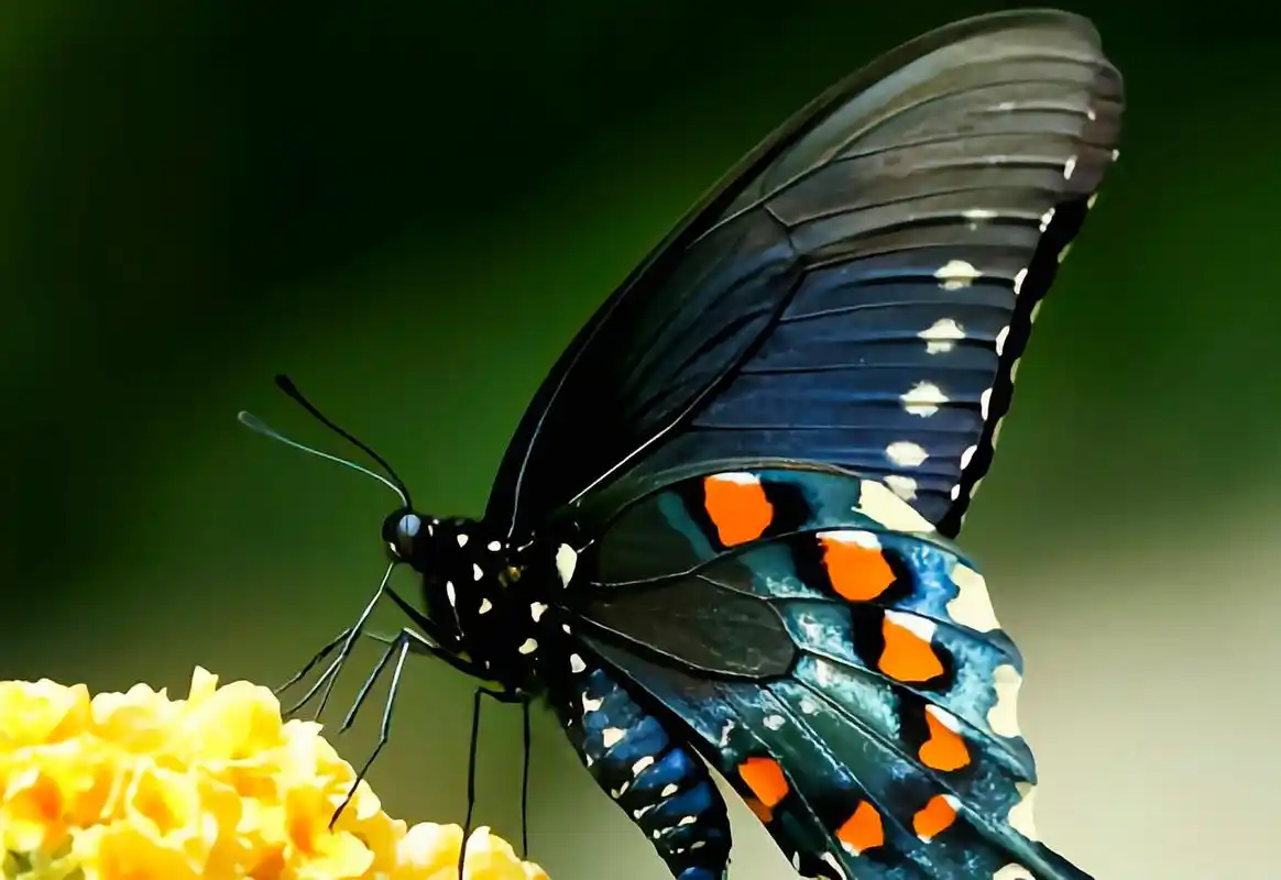 每天认识一种动物——美洲蓝凤蝶 美洲蓝凤蝶原产于