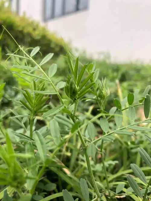 春天不就该属于野菜吗救荒野豌豆