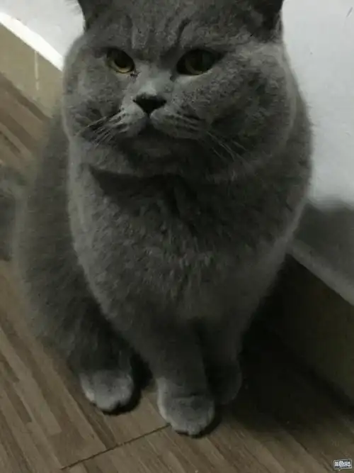 英短蓝猫一窝接受预定