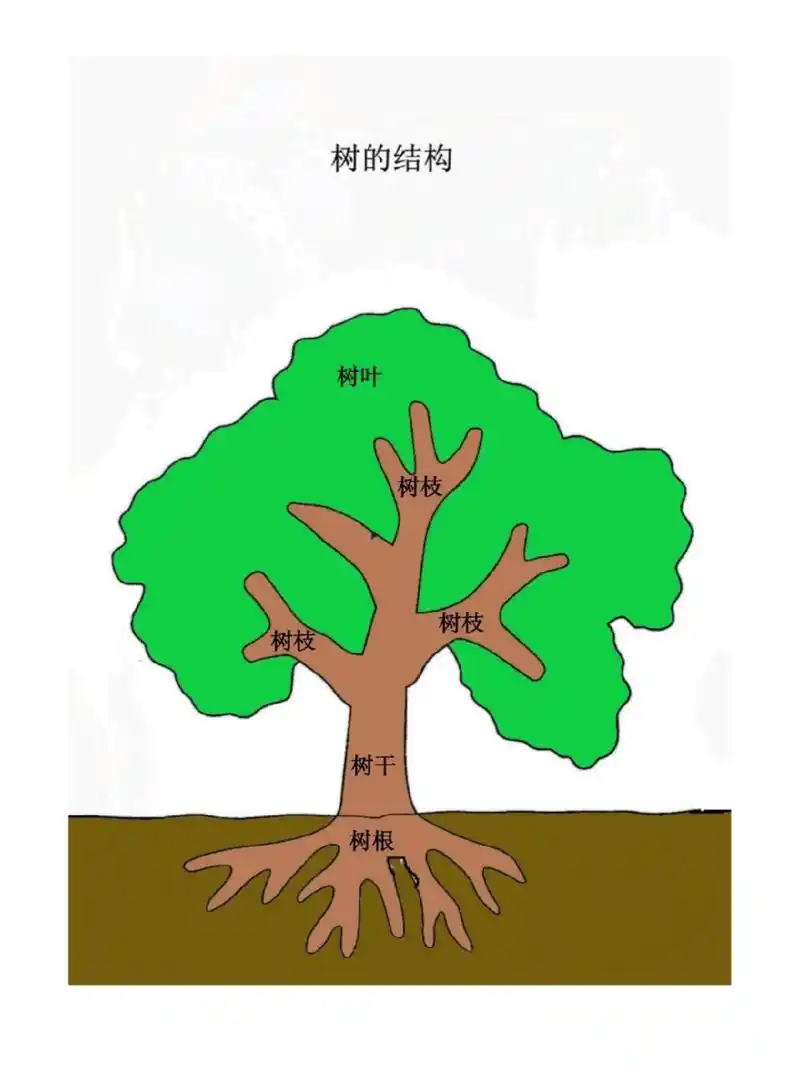 树的结构 阳光明媚的日子,适合带上小朋友一起去户外探索大树的奥秘哦