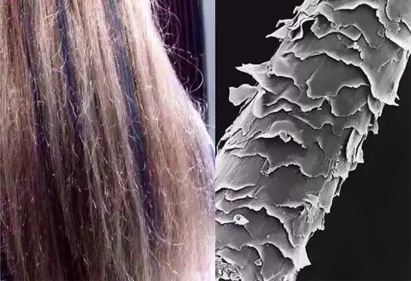 不倒梳,正确使用洗护用品等),毛鳞片受损小,头发自然能光泽又顺滑