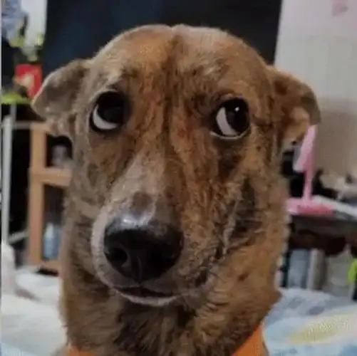 看到主人剪指甲,狗子超级紧张,这个小表情太搞笑了!