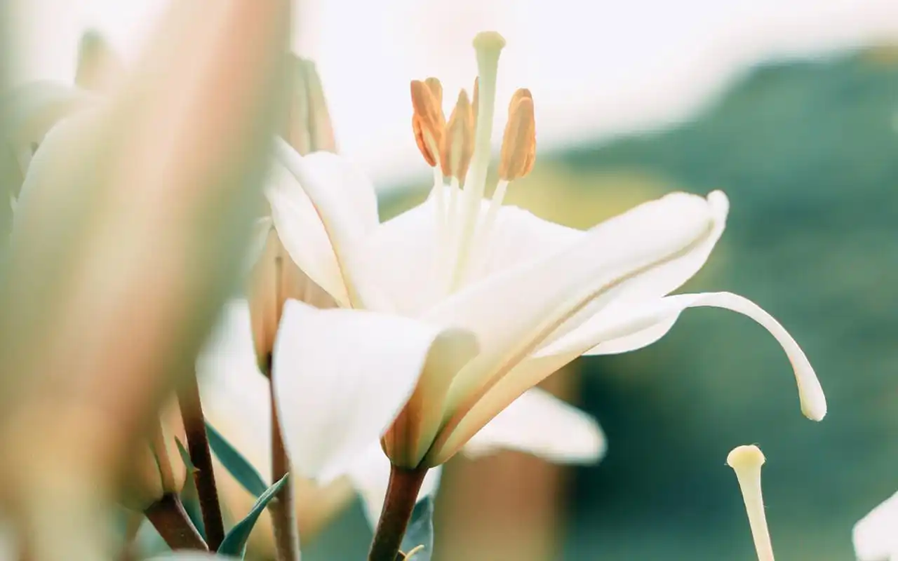 小清新植物花卉图片桌面壁纸