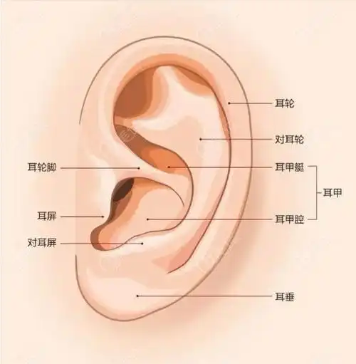 耳朵各部位示意图