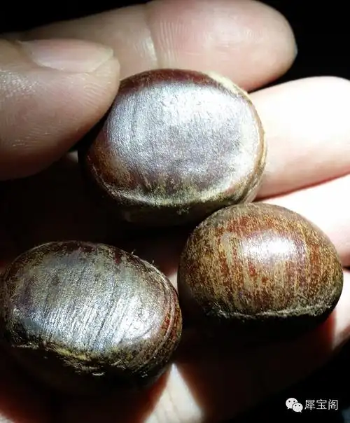 亚洲苏门答腊犀的三个亚种及非洲黑犀,白犀.