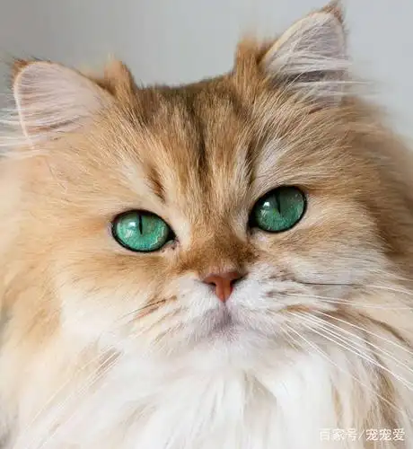 这些美丽的猫咪,眼睛像宝石一样闪亮,看完心都要被萌化了