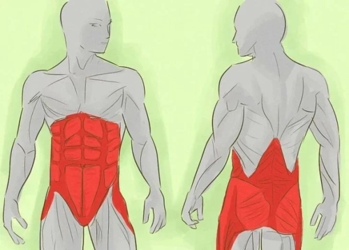 其实并不光是腹肌,还有深腹横肌,腹斜肌,下背部肌肉,臀部肌肉等.