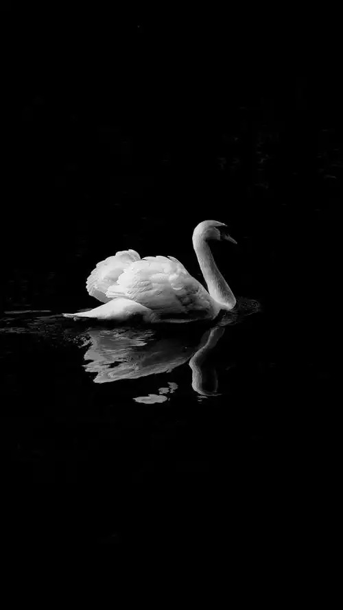 黑白系 高清无水印手机壁纸 第43期