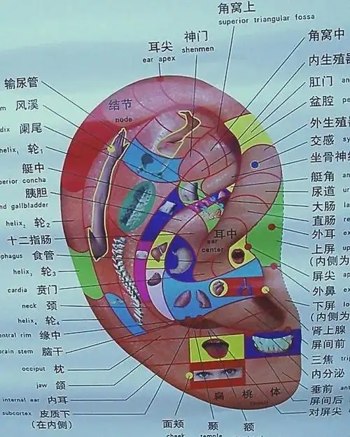 耳朵是补元气开关谁摸谁健康